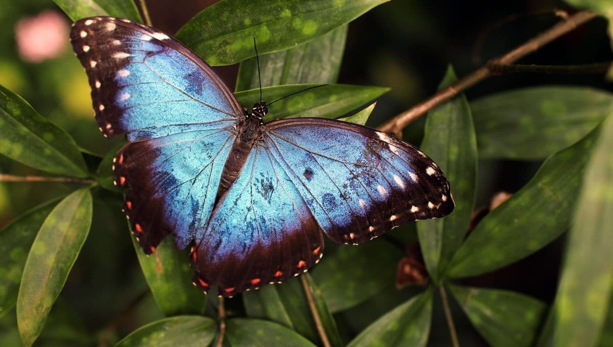Así puedes hacer que las mariposas visiten las plantas de tu jardín en casa