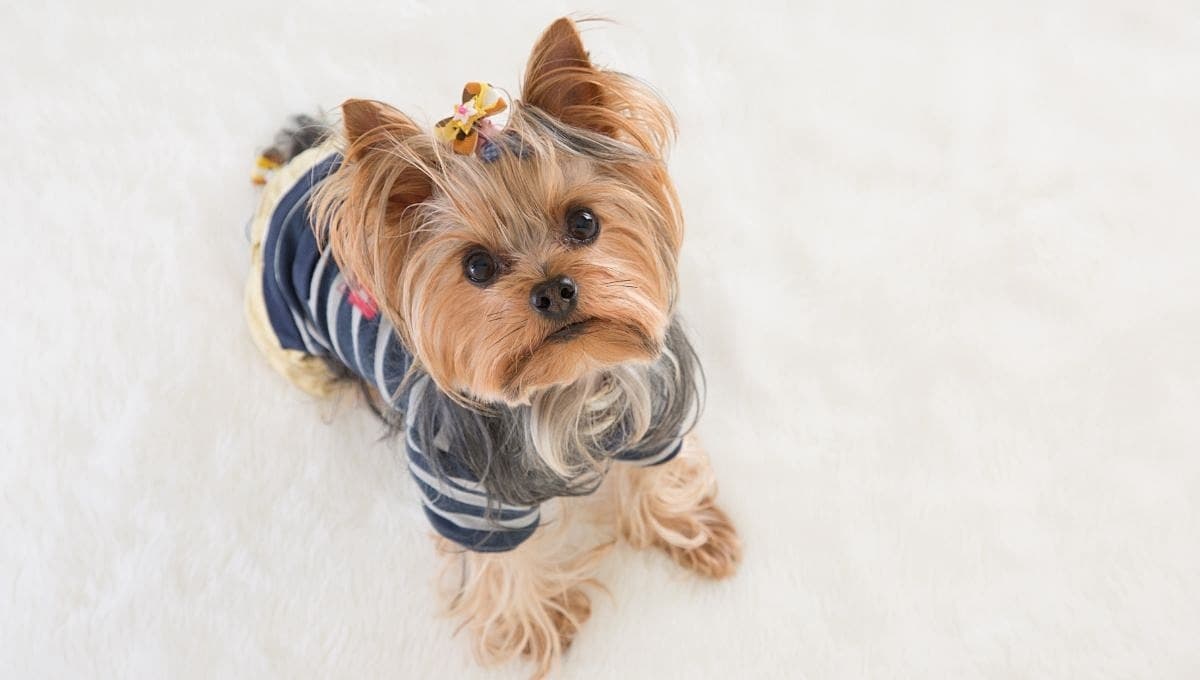 ¿Tienes un Yorkshire terrier? Así es como fue creada esta adorable raza de perros
