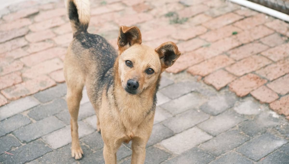 Cómo hacer para que mi perro regrese a casa: el truco para que vuelva sano y salvo