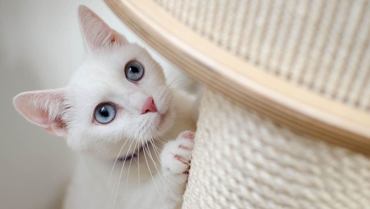 ¿Tu gato se asustó con un pepino? Esta es la razón por la que le tienen miedo