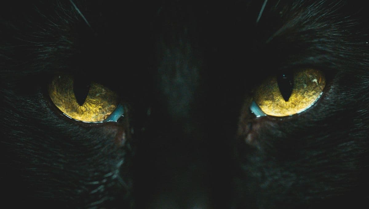 La leyenda del pacto del gato y el diablo: así es como los gatitos salvaron tu alma