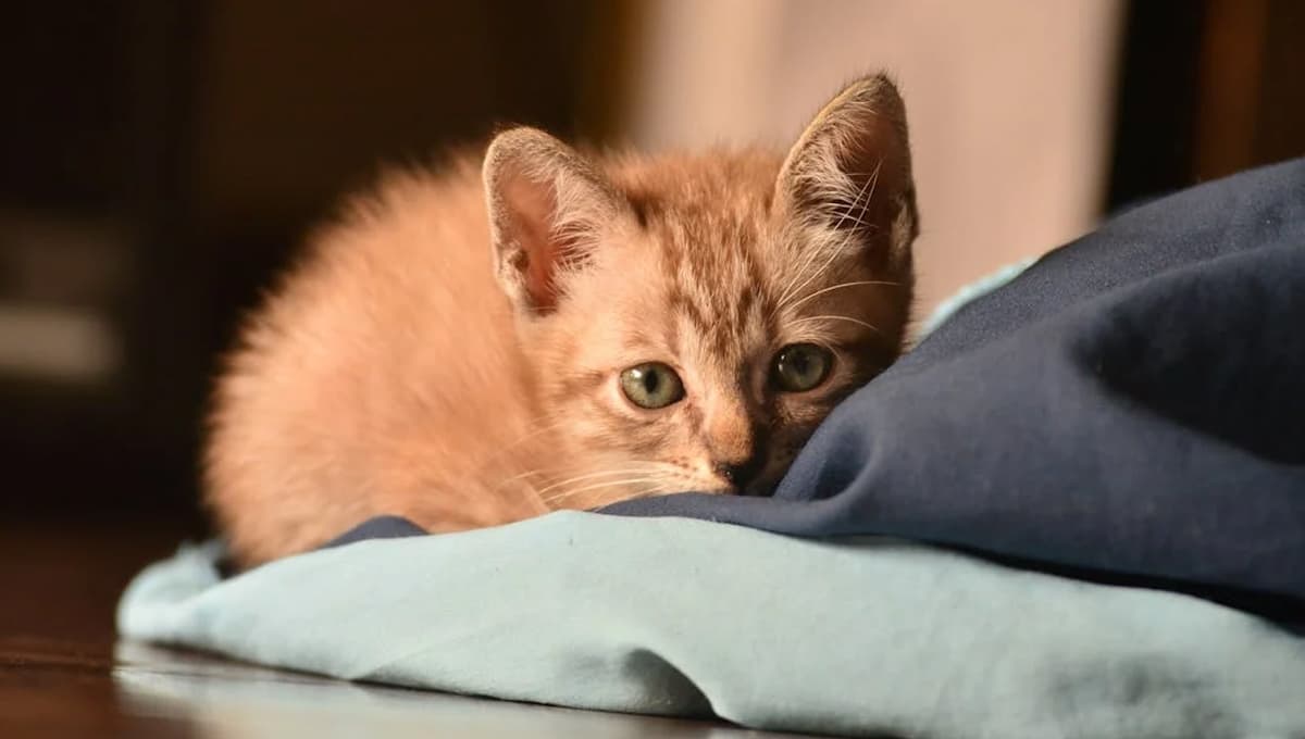 Claves para enseñarle a un gato a usar el arenero