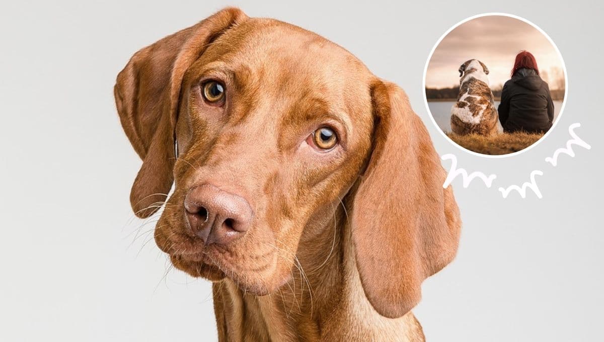 5 características de un perro que CONFÍA ciegamente en ti como su dueño