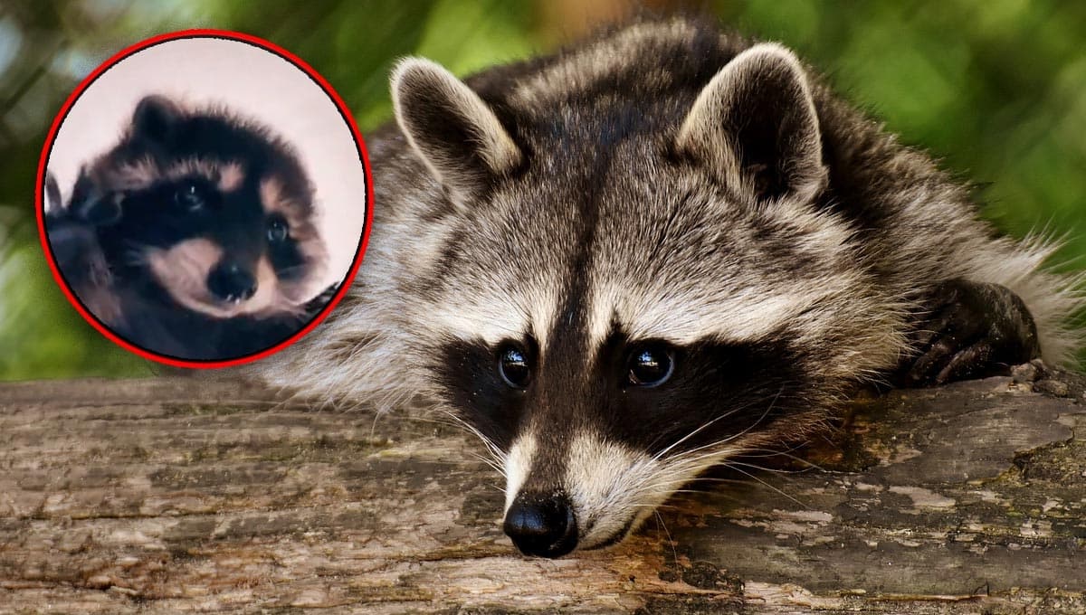 ¿Cuál es el origen del mapache Pedro? 5 memes del video viral en TikTok