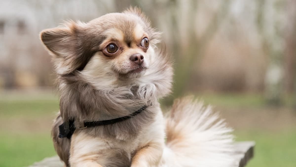 Chihuahua Cabeza de Manzana: características, cuánto crecen y cuántos años vive esta raza de perro