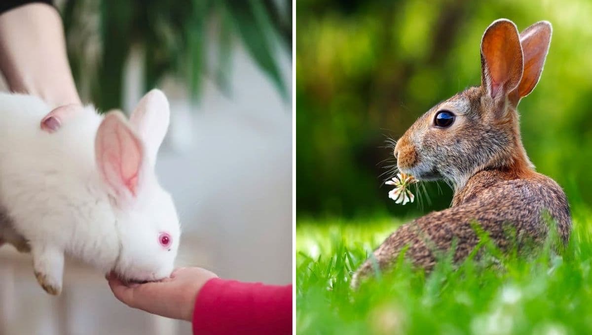 ¿Qué comen los conejos? 5 verduras que los harán muy felices