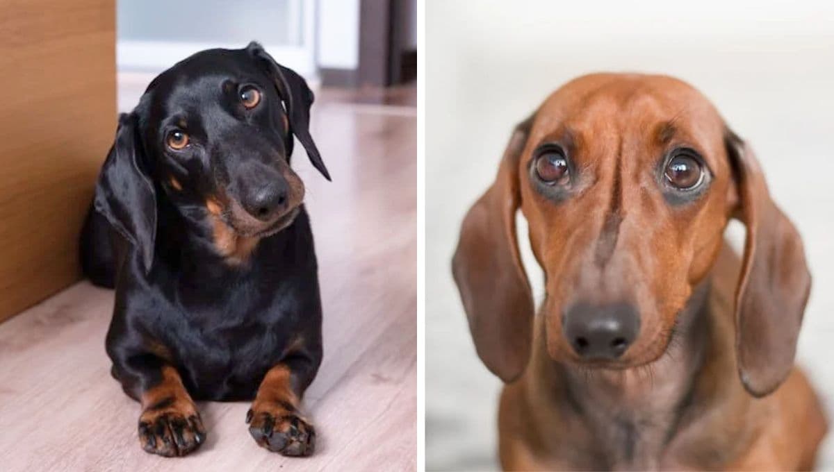 ¿Alemania prohibe la crianza del perro salchicha? Esta sería la razón