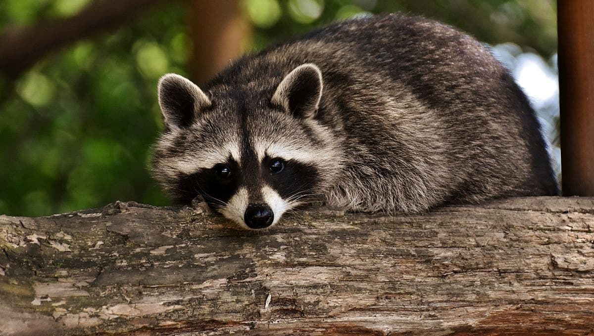 Así es como puedes tener un mapache de mascota en México 2024