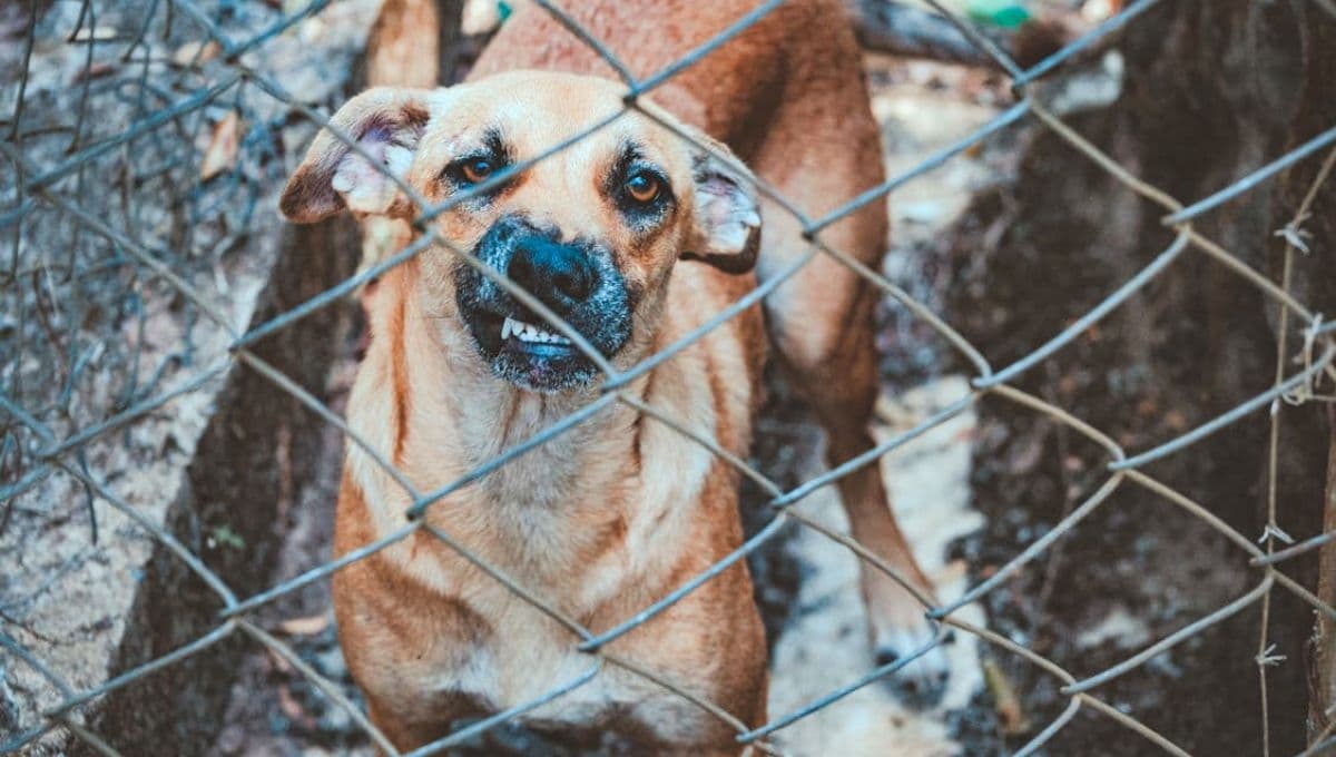 Expertos revelan los ruidos que más molestan a los perros