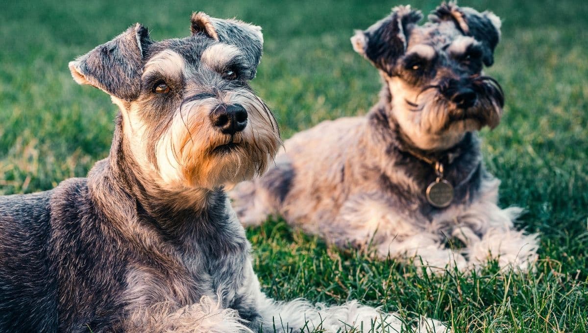 Con estos consejos le pude cortar las uñas a mi perro Schnauzer fácil y sin dolor