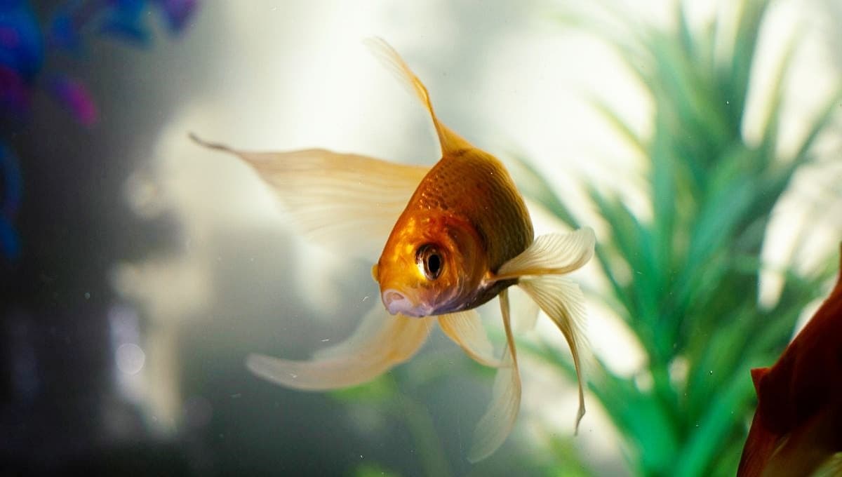 Consejos para mantener el agua de los peces limpia por más tiempo