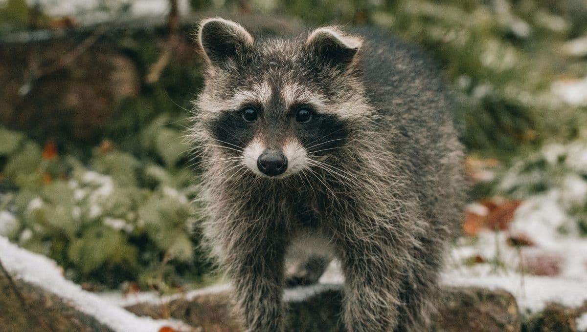 Alimentos caseros que puedes darle de comer a un mapache
