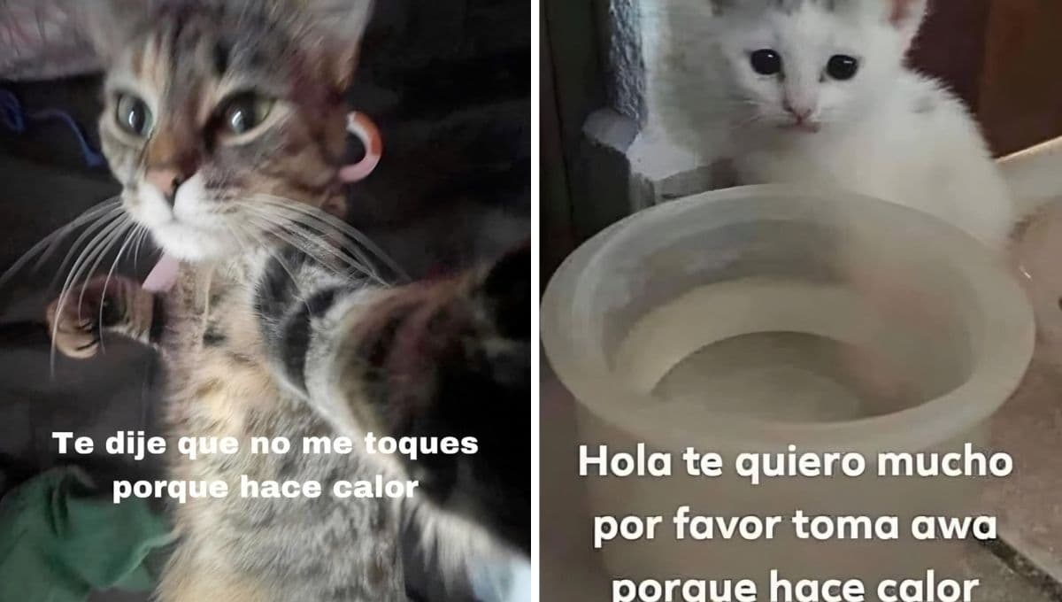 5 MEMES de gatitos que se están derritiendo con la onda de calor en CDMX