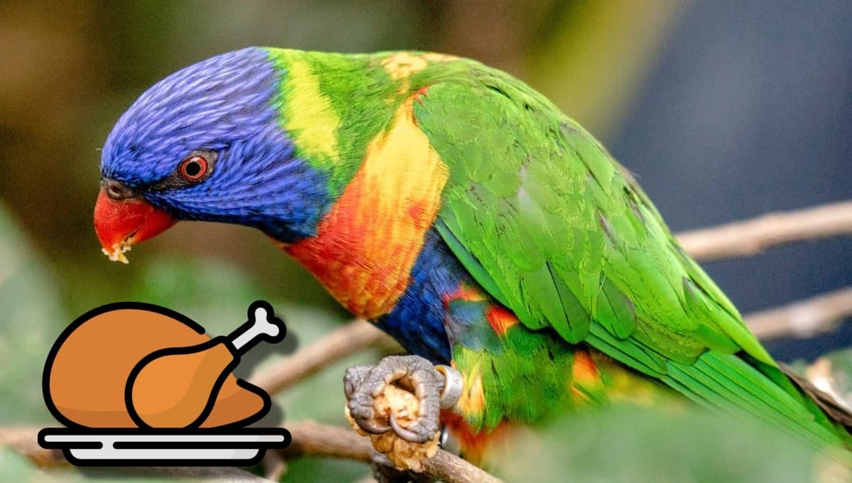 ¿Qué pasa si un loro COME pollo?