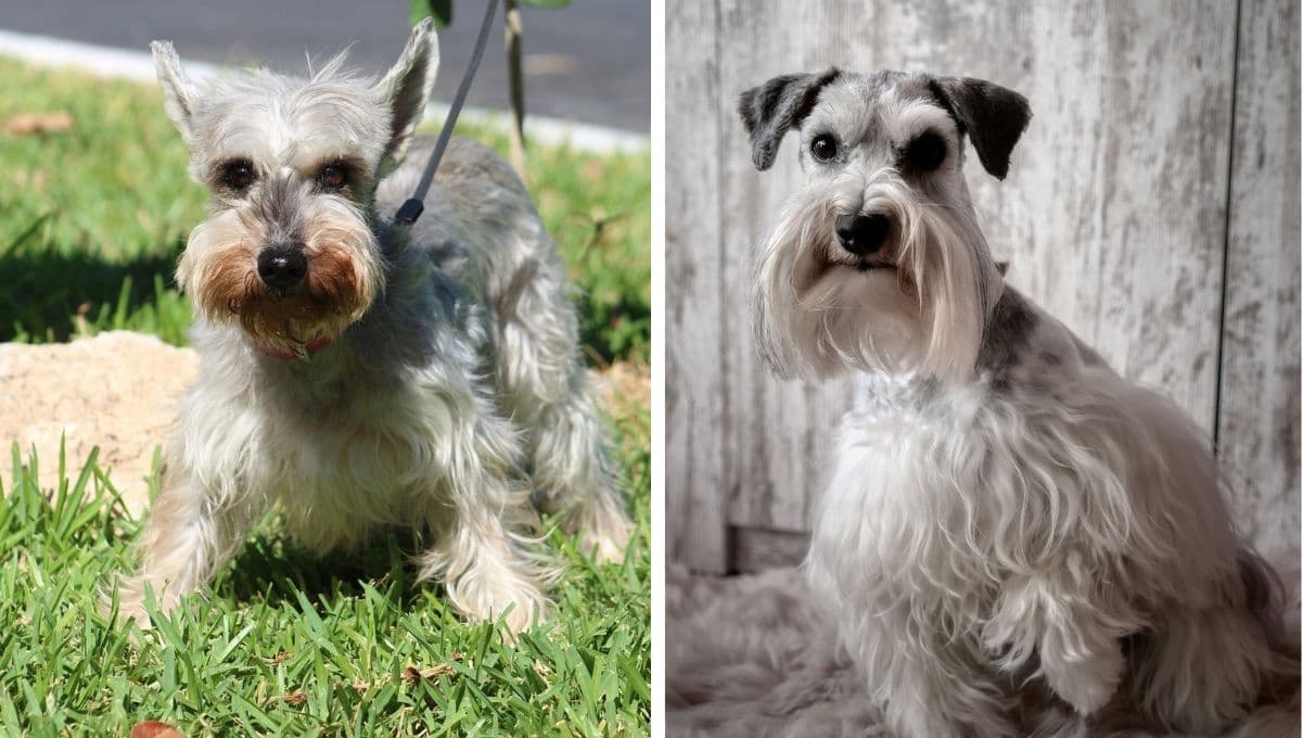 Con estos 5 consejos mi Schnauzer pasó de ser malcriado al perro más educado