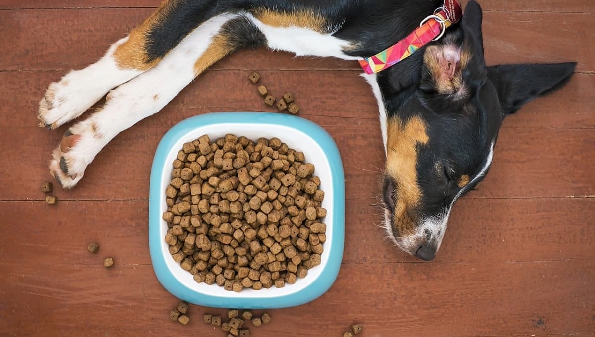 ¿Le dejas el plato de comida todo el día a tu perro? Experto cuenta por qué es una pésima idea
