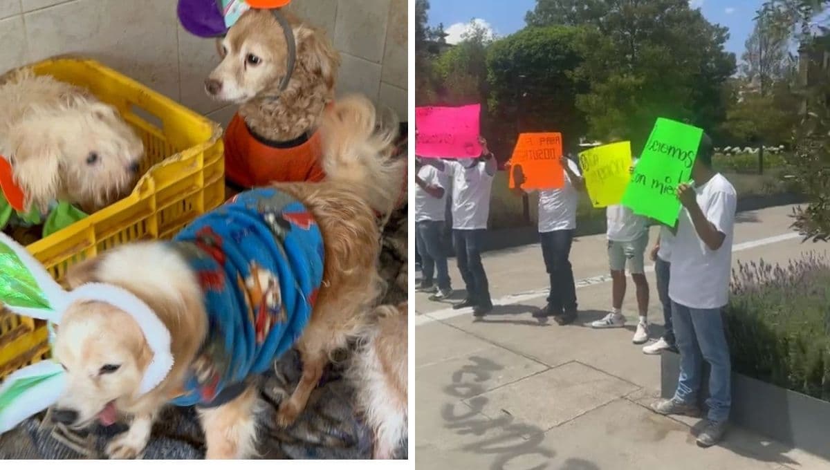 Albergue Pergatuzoo del Edomex denuncia ‘cobro de piso’ por ayudar a animales; amenazan con incendiarlo