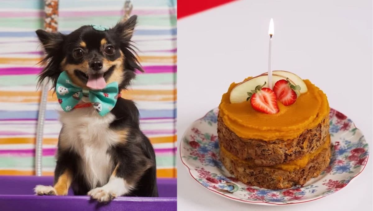 RECETA: Así puedes hacer un pastel para perro fácil y rápido para celebrar su cumpleaños