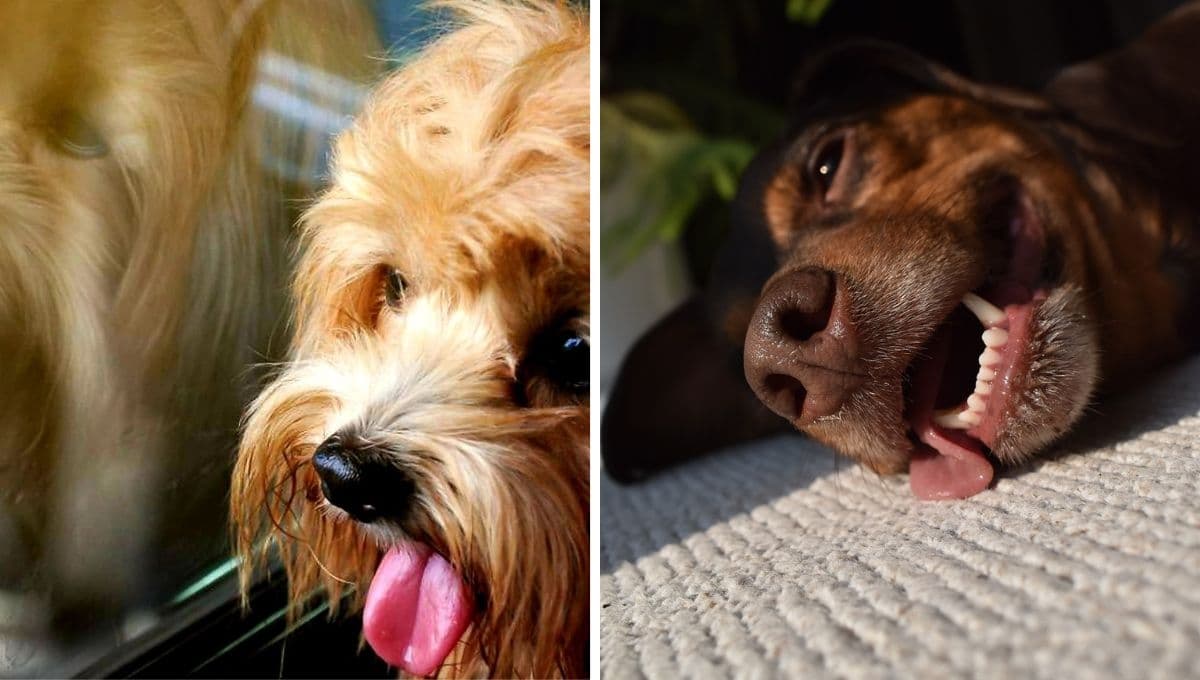 5 consejos que le salvarán la vida a tu perro si tiene un golpe de calor