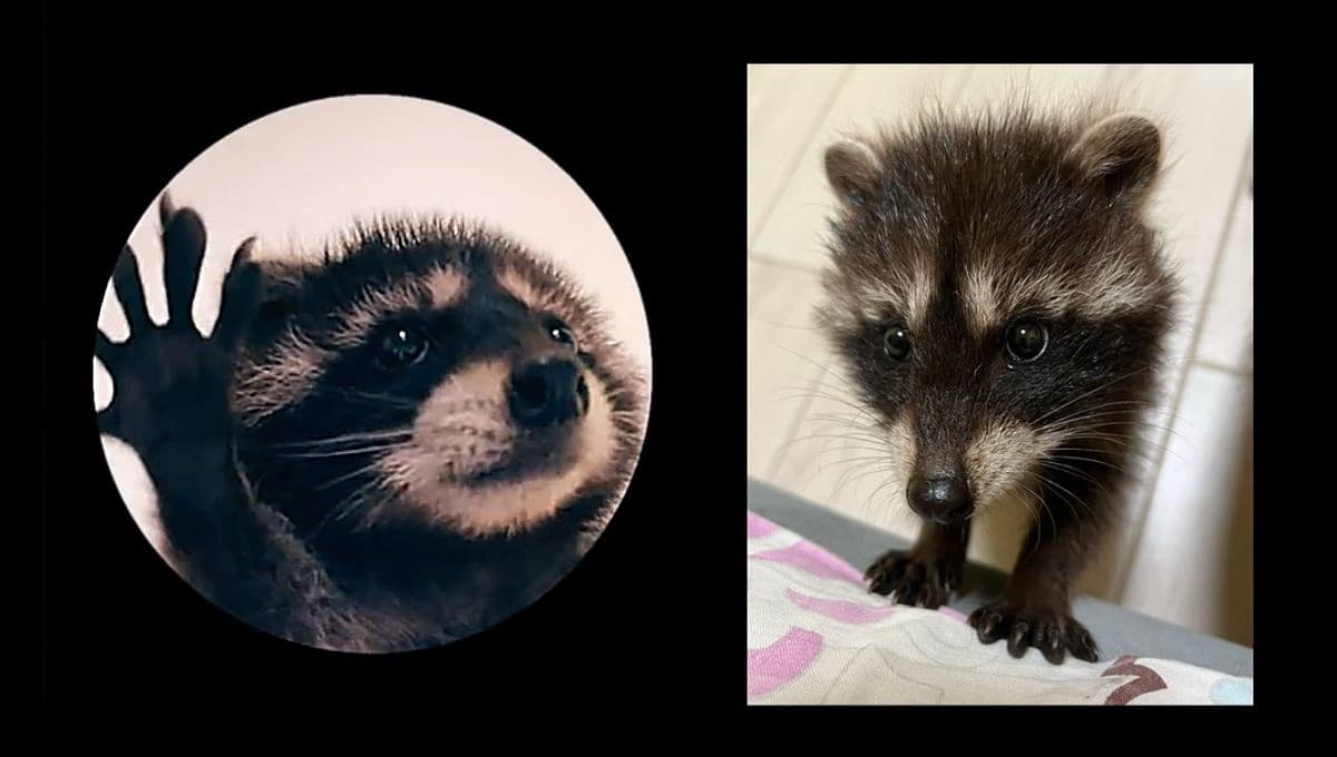 Así puedes descargar el gif del mapache Pedro del video viral de TikTok
