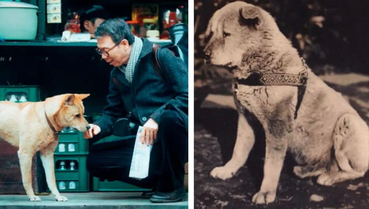 Hachiko 2: La conmovedora historia real del perro más fiel del cine