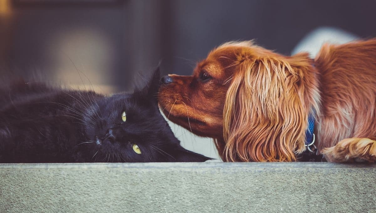 Chip para mascotas: la herramienta para encontrar a tu perro o gato si se pierde