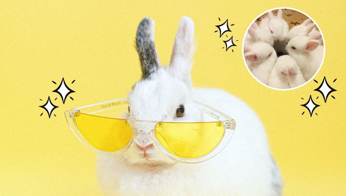 5 MEMES de conejos chistosos para compartir en WhatsApp