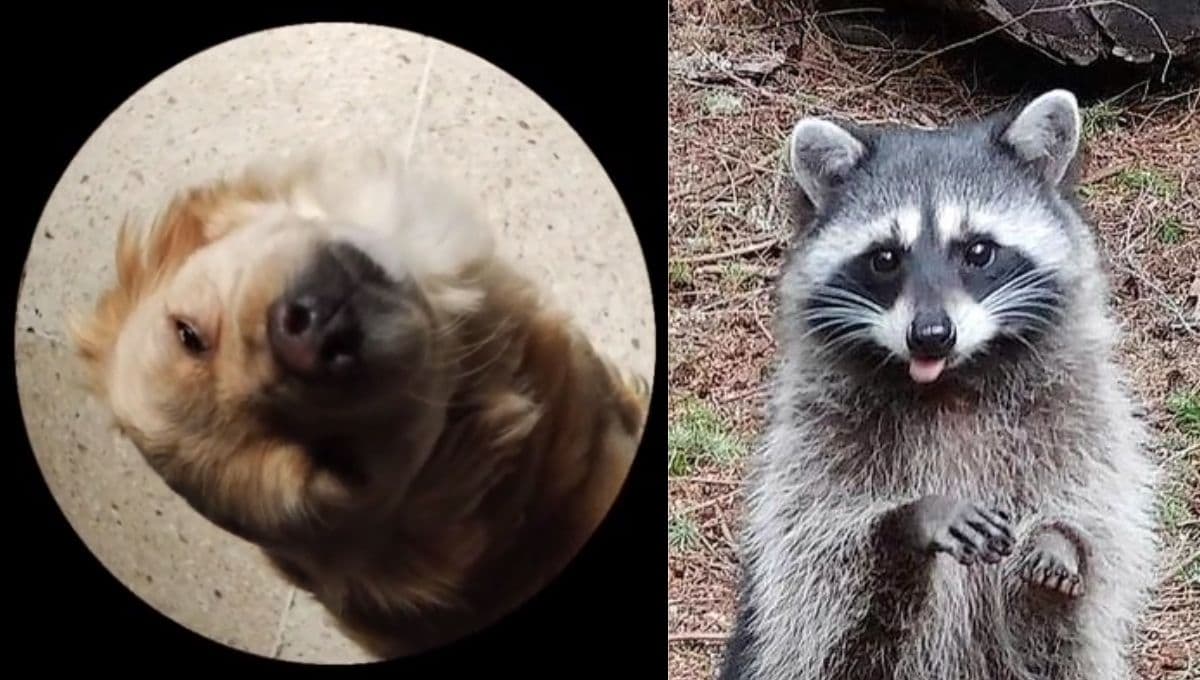 "Pedro, pedro, pedro…", tutorial para hacer el video viral del mapache de TikTok con tu mascota