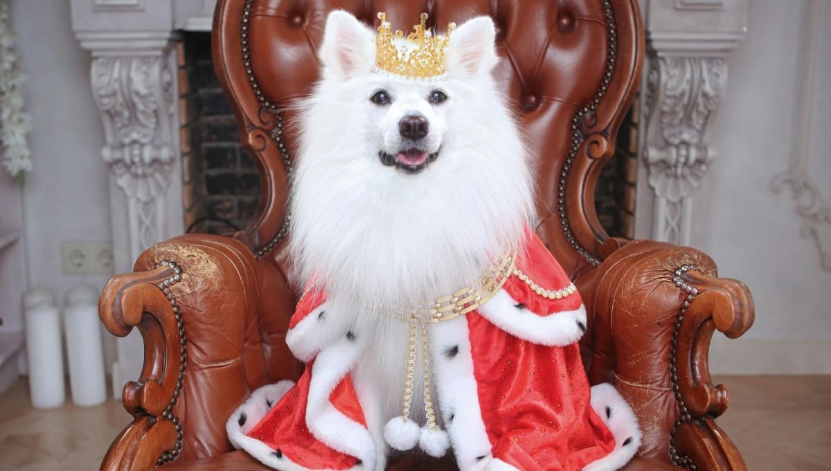 20 nombres para perros machos y perritas hembras inspirados en la mitología