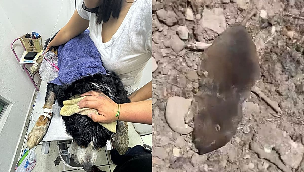 En Durango asesinan más de 30 perros, gatos y más animales con agua envenenada