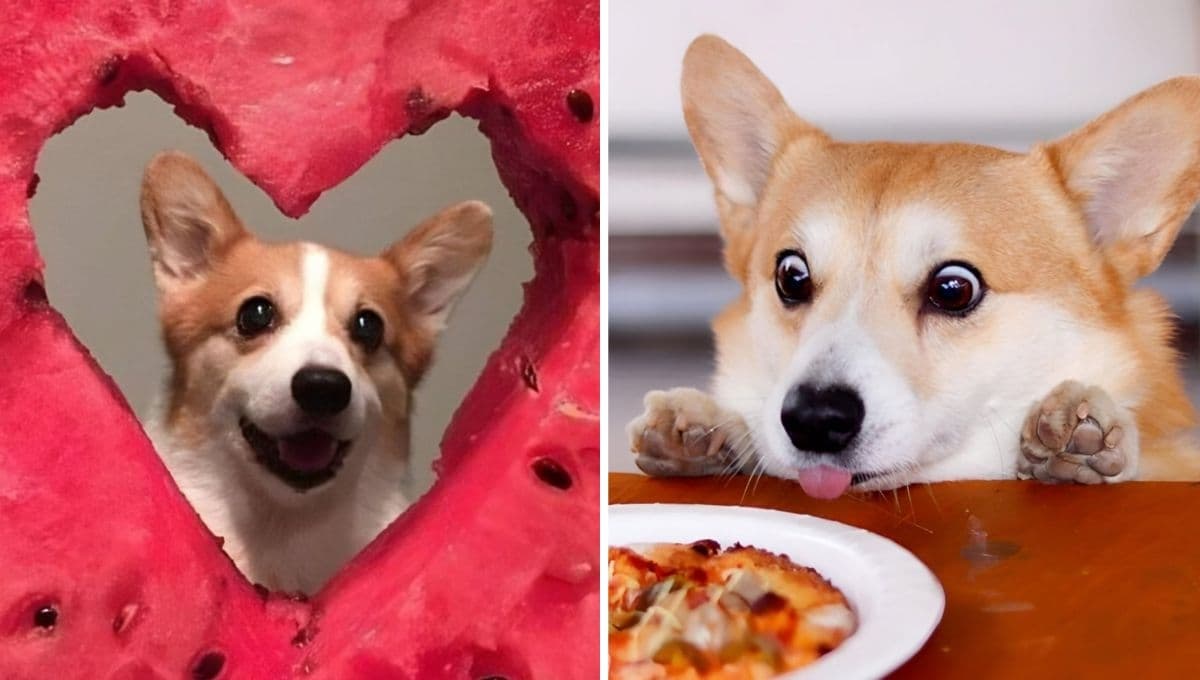 FOTOS de perros Corgi graciosos para compartir y poner de foto de perfil