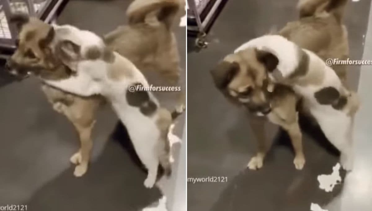 Perrito perdido regresa a casa tras desaparecer y el gato se emociona al verlo | VIDEO