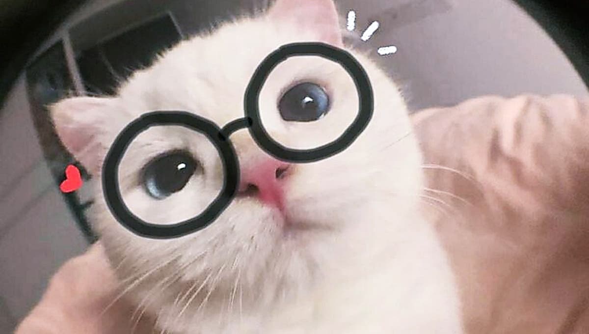 Gatos con lentes: 5 memes de michis intelectuales para compartir