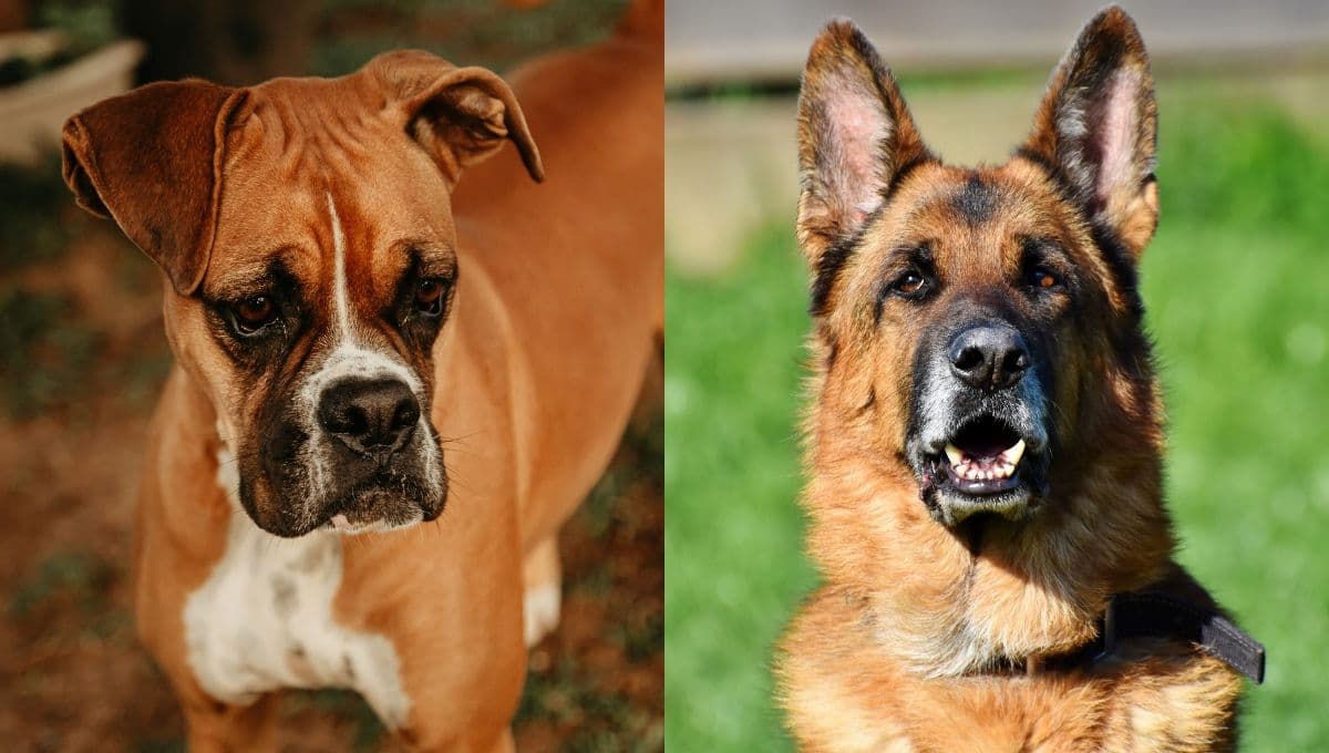 Perros soldado policía: razas que tienen fuerza y destreza