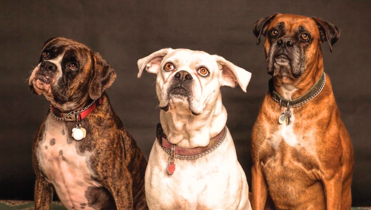 CURP para perros: ¿Cómo registrar a mi mascota en el Estado de México?
