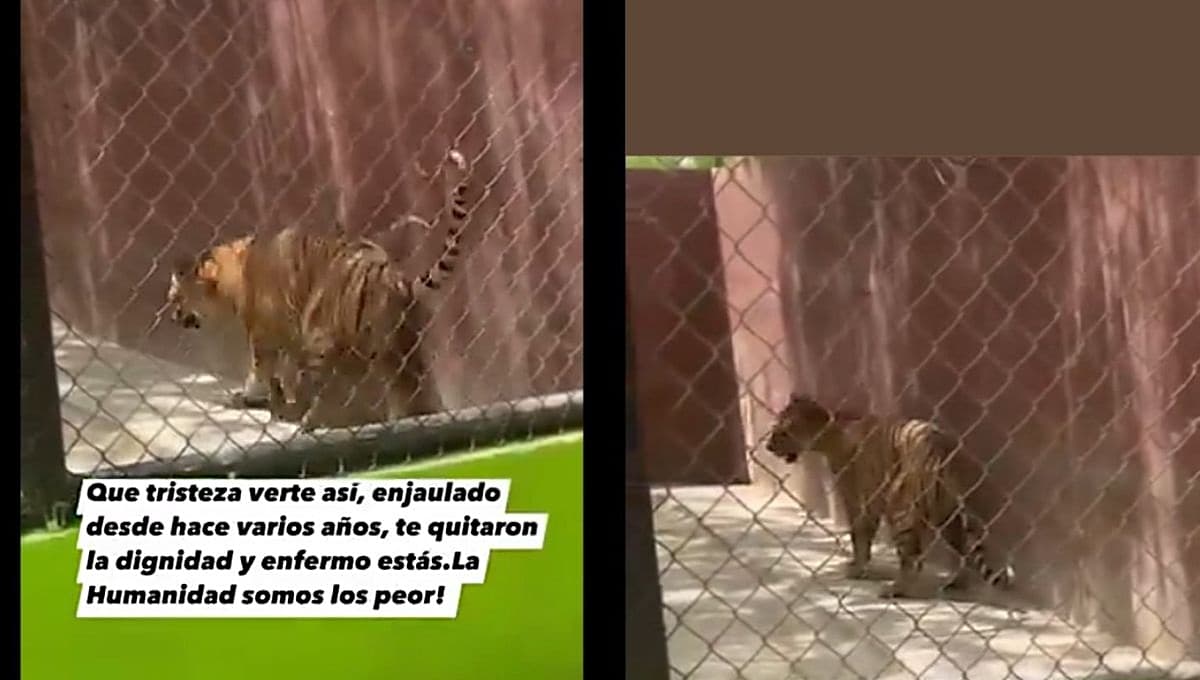 VIDEO: graban a tigre de Bengala enfermo y en CRUEL estado en el zoológico de Reynosa