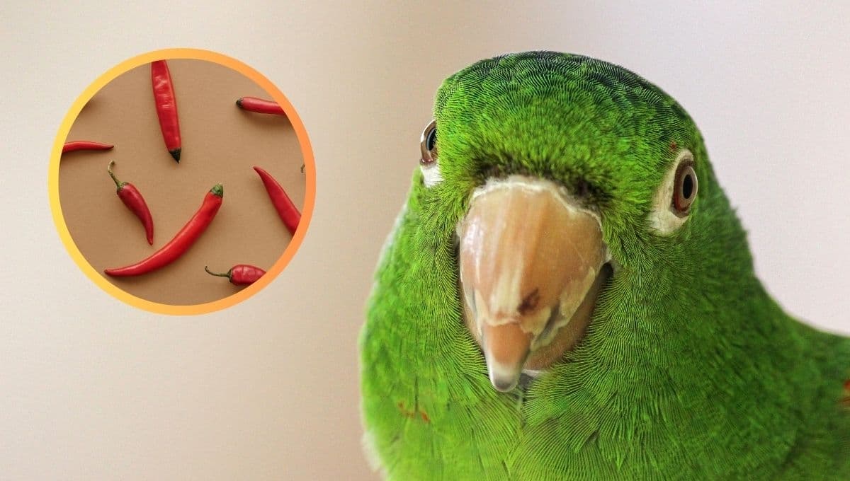 ¿Qué pasa si le doy chile a un perico?
