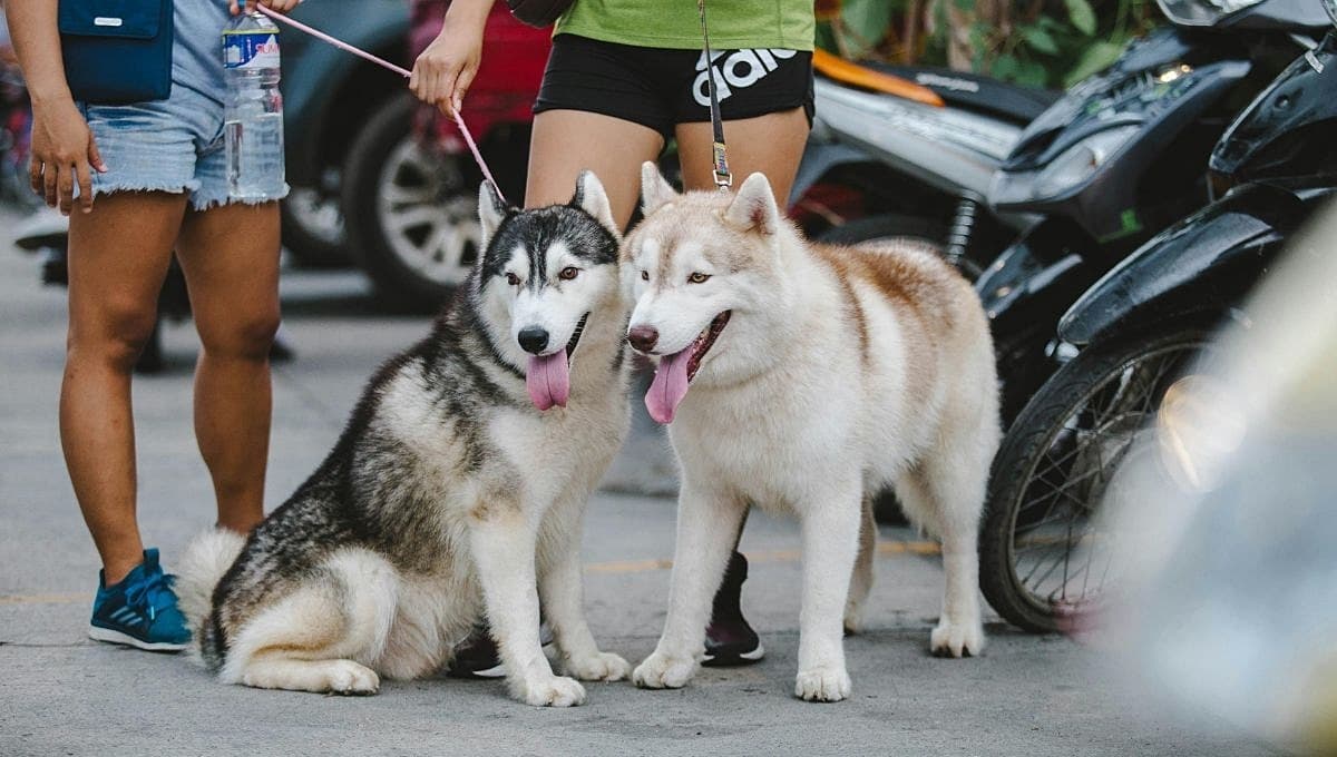 ¿Cómo tramitar el CURP para mascotas en Puebla?