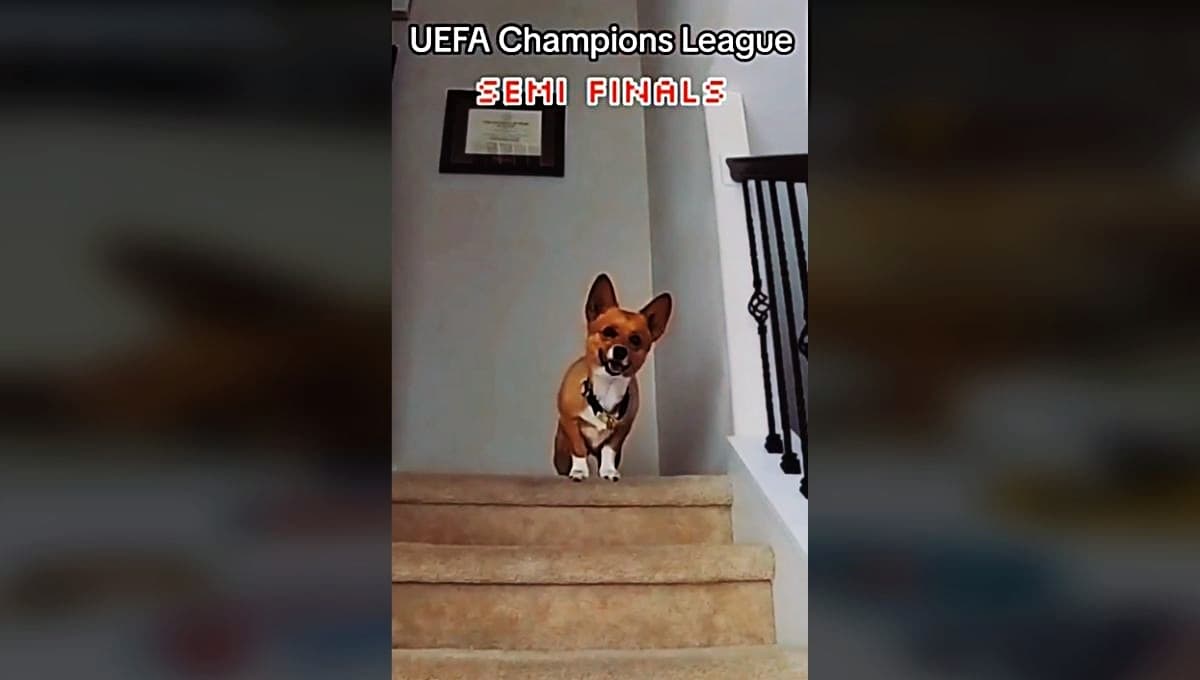 VIDEO: Perrito predice los resultados de la Champions 2024 y le atina a todos los partidos