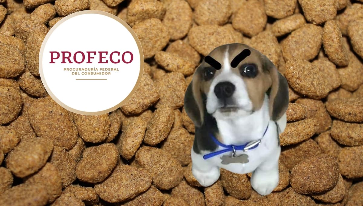 Profeco: Estas son las PEORES croquetas del mercado que jamás debes dar a tu perro