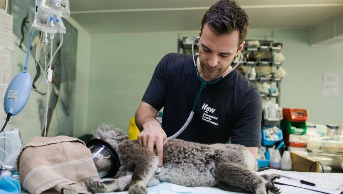 GAM: Mejores clínicas y hospitales veterinarios 24 horas donde puedes llevar a tu mascota