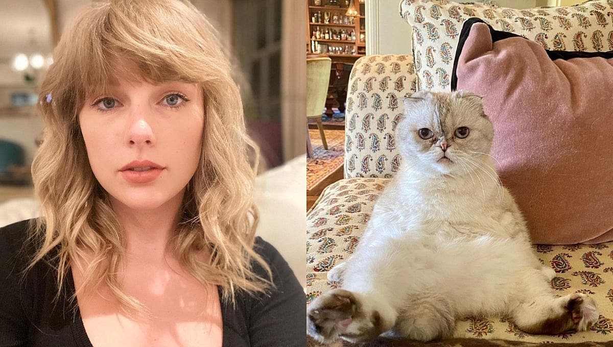 ¿Qué raza de gato es Olivia Benson, la gatita de Taylor Swift?