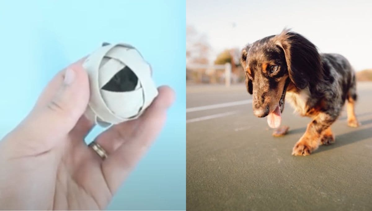 3 juguetes para perro con rollos de papel higiénico sencillos que le encantarán