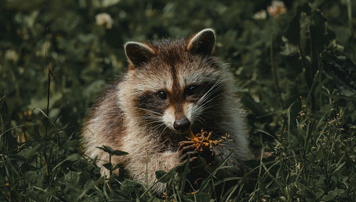 ¿Es legal tener un mapache en México?