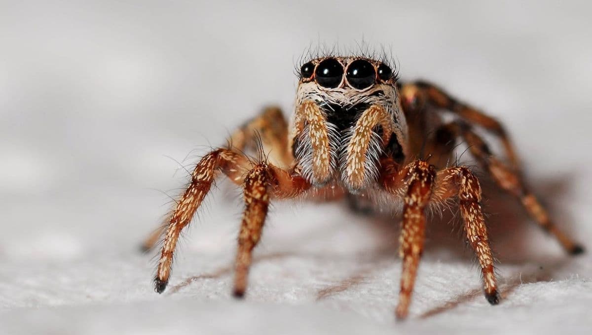 ¿Qué significa matar una araña? La razón por la que no debes hacerlo según expertos
