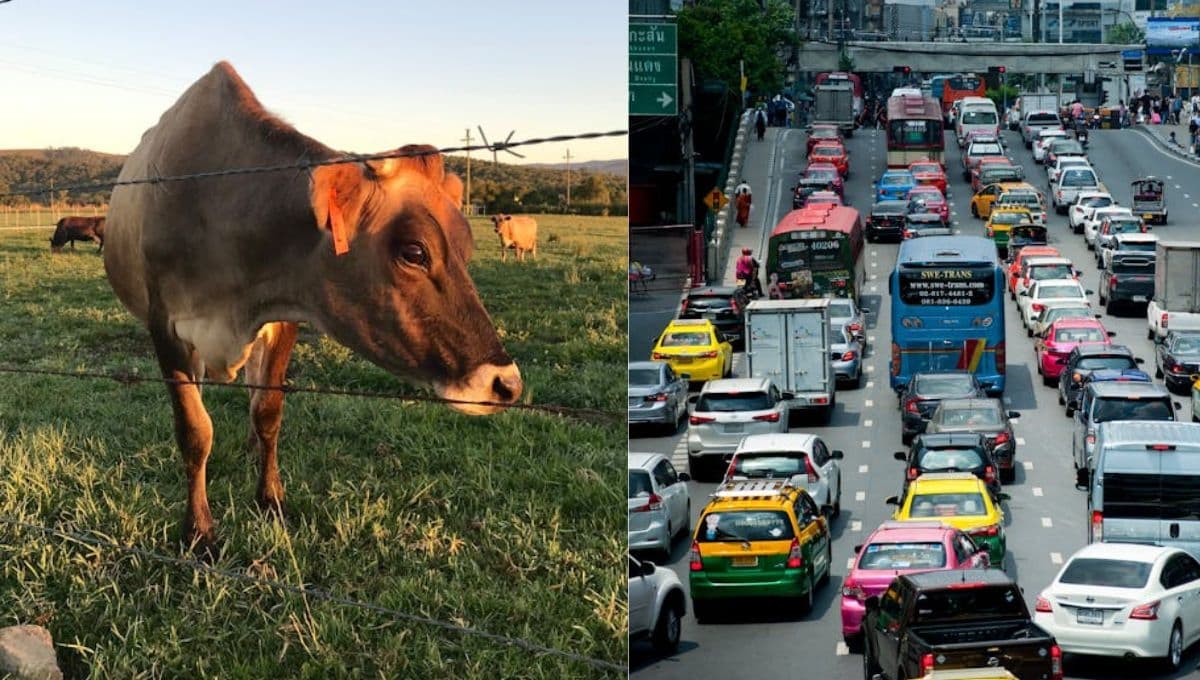 ¿Qué contamina más el medio ambiente: las vacas o los coches?