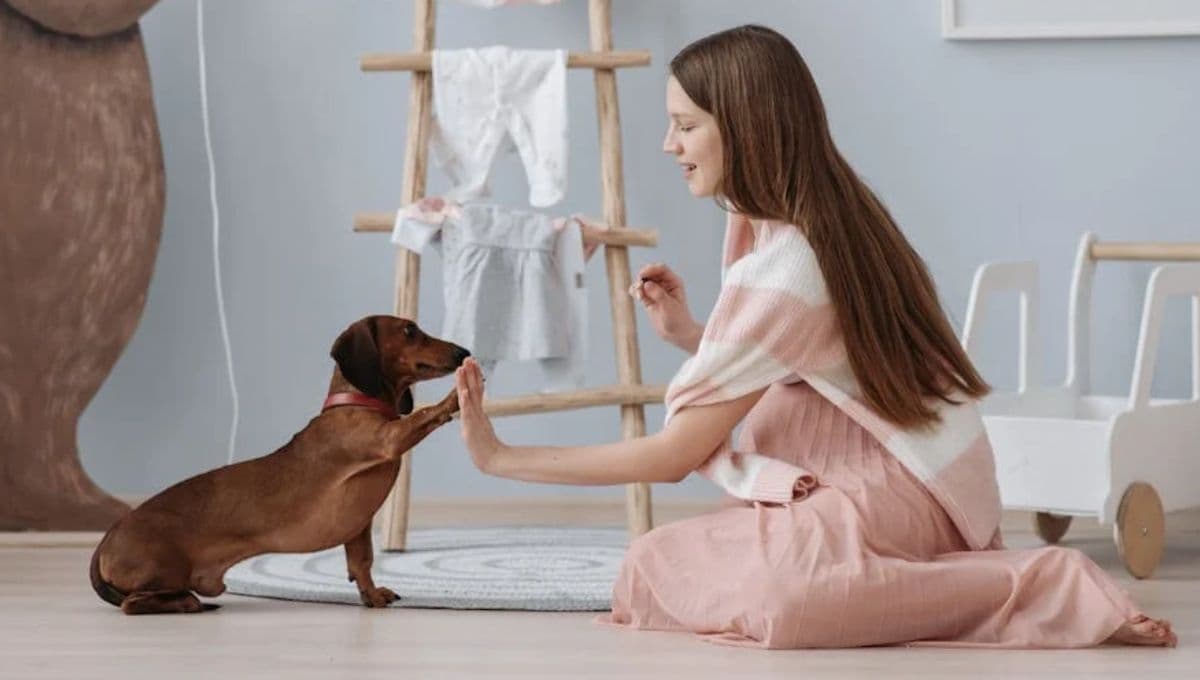 ¿Qué es lo primero que se le debe enseñar a un perro? Consejos para adiestrar a un cachorro