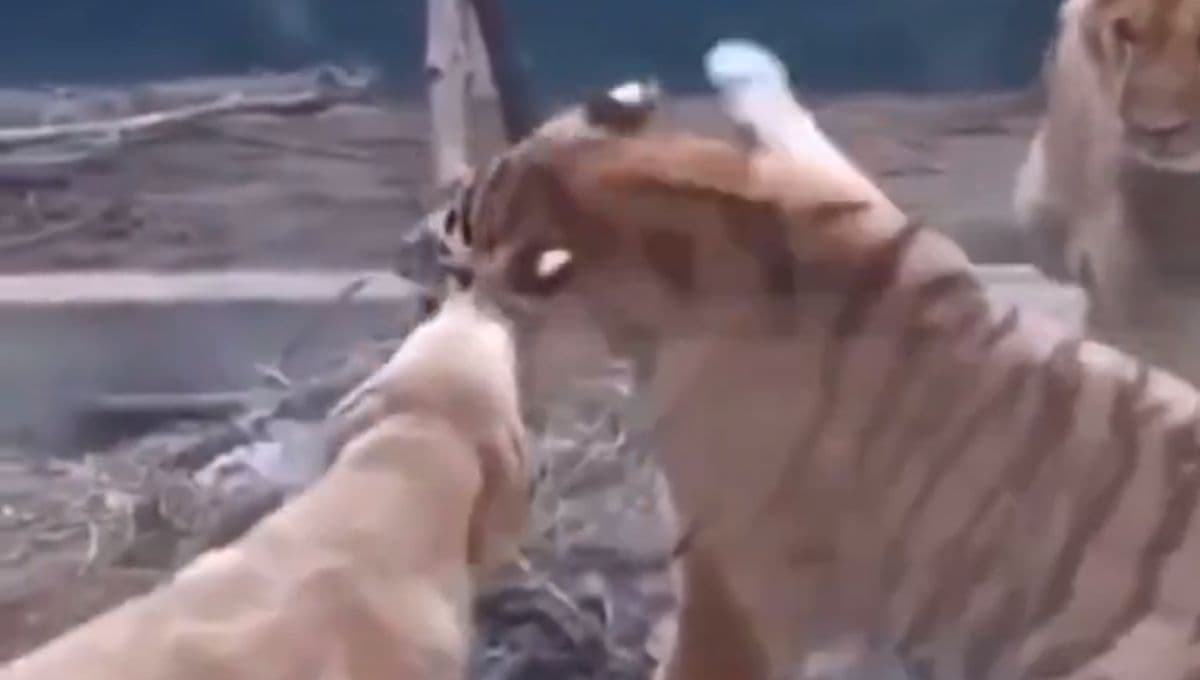VIDEO: Valiente perro labrador detiene la pelea entre un tigre y un león