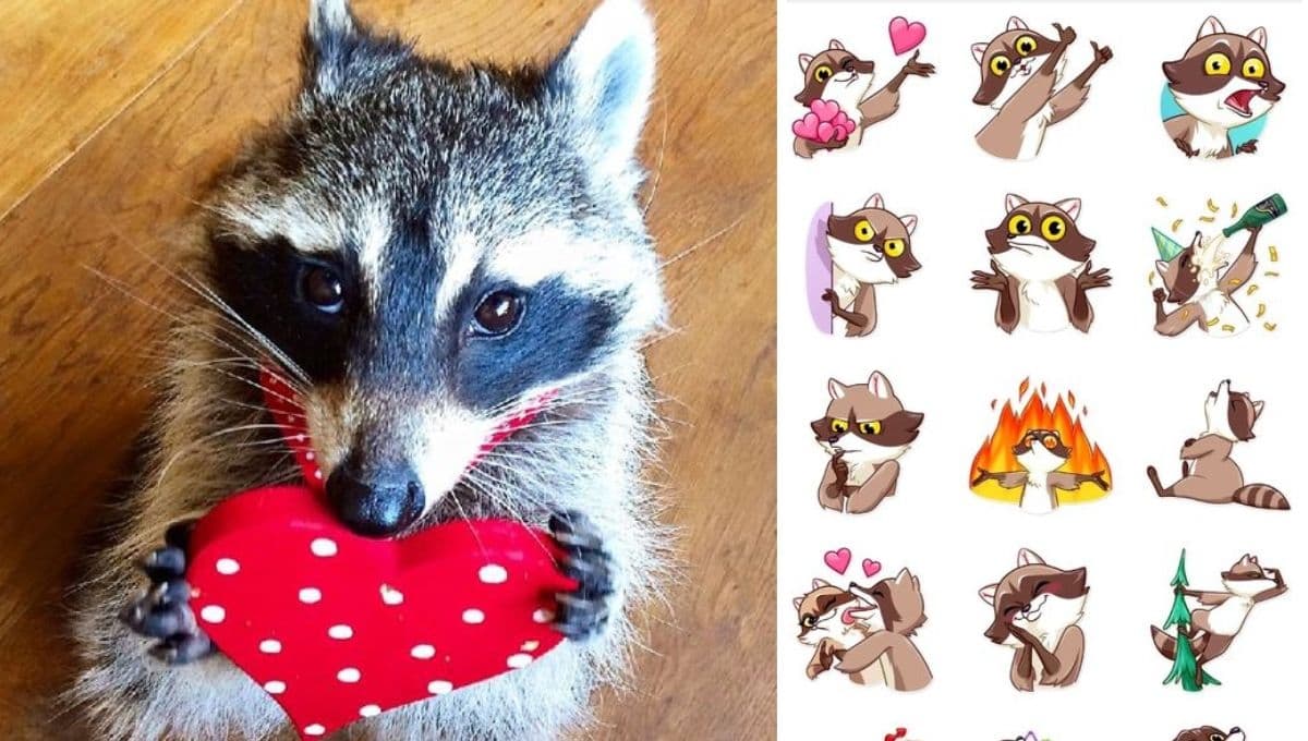 ¿Cómo bajar stickers de mapaches gratis para WhatsApp?
