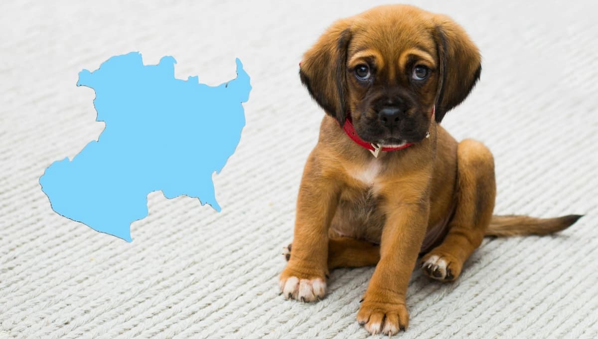 ¿Cómo se le dice a los perros en Michoacán?